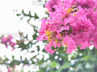 ԭ(chung)`ŵɫޱ`ŵ˲g