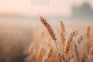 Sе،(xi)