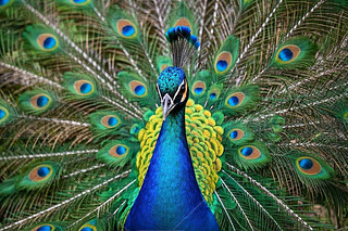 ȸ{(ln)ɫë;Gɫββǵ