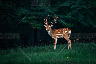 һֻ¹վڲ݅߅һЩ(sh)