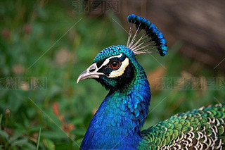 Ĳ݅дһ{(ln)ɫ;Gɫë