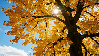 ﹝(ji)ɫ~ꖹ⴩͸ձD