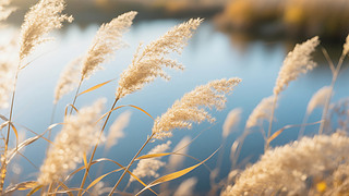 ﹝(ji)JȔʎ߅ȻL(fng)