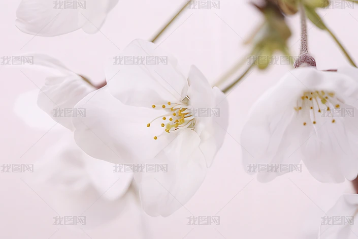 ҷۼt
