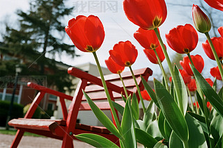 tԵļtɫL