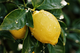 ¶ˮęʹ