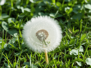 ݵϵѹӢ