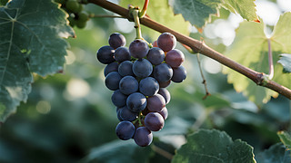 ﹝(ji)Sr(nng)I(y)fD