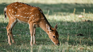 С¹÷¹(dng)ݵM(jn)ʳȻo(h)