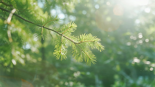 С(ji)G(sh)(yng)Ȼh(hun)D