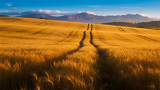 ﹝(ji)ɫSr(nng)I(y)@L(fng)ⱳ