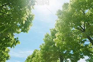 ɭLD