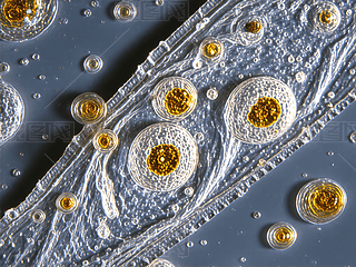 @΢Rµ：(x)Y(ji)(gu)