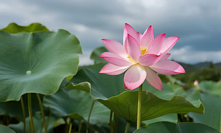 С(ji)ɻʢ_(ki)ļUL(fng)D