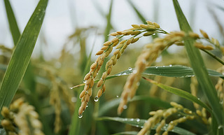 ﹝(ji)ˮSr(nng)I(y)ȻD