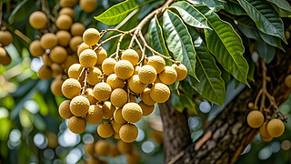 ﹝(ji)Sˮr(nng)I(y)ժ@D