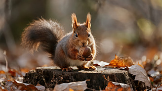 ̎(ji)ԈԹ＾ɭքﱳD