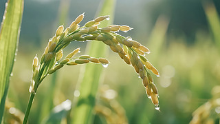 ֹ(ji)ˮ¶Sr(nng)I(y)،