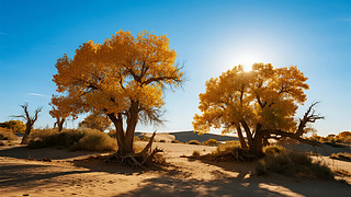 ֹ(ji)ֽɫ~ɳĮȻLⱳ