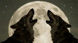 ﹝(ji)pǌ(du)ºЈF(tun)(du)񱳾