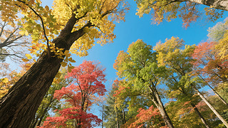 ﹝(ji)ҕ＾ɭȻL(fng)ⱳ