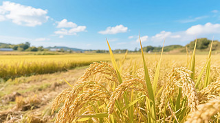 ﹝(ji)ˮSr(nng)I(y)ɫҰD