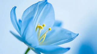 Ϧ(ji){(ln)ɫ،Ψ鱳D