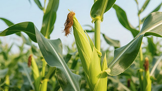 ﹝(ji)׳،r(nng)I(y)SձD