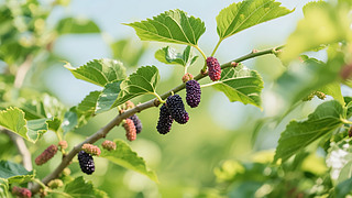 С(ji)ɣسrˮr(nng)I(y)