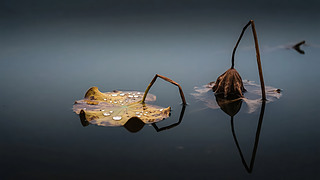 ̎(ji)ݺɵӰUL(fng)ˮī⾳