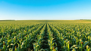 r(nng)I(y)׵؏VҰNֲSϣD