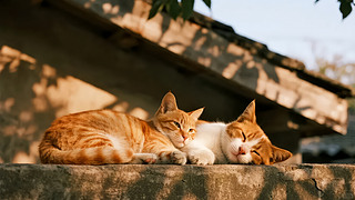 С(ji)؈˯㼑А