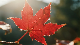 ֹ(ji)t¶،(xi)o(h)wƷV汳D