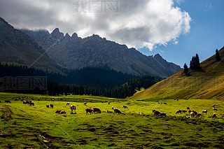 Ї(gu)½¹Ǟɽ(chng)ţȺɽɭֲ