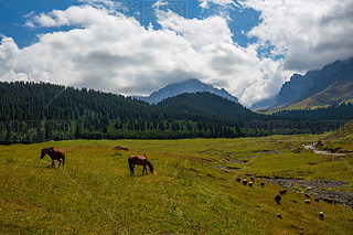 Ї(gu)½¹Ǟɽ(chng)ţȺɽɭֲ