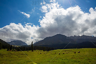 Ї(gu)½¹Ǟɽ(chng)ţȺɽɭֲ