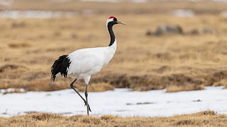 ¶(ji)ⵤQ؄ﱣo(h)B(ti)D