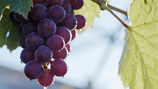 ﹝(ji)ٳSˮr(nng)I(y)D