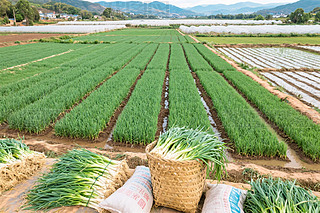 r(nng)߲˷NֲL(fng)D