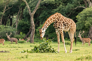 L(zhng)i¹B(ti)ȻzӰD