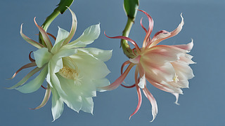 Ϧ(ji)һһF(xin)ʢ_ΨF˲gD