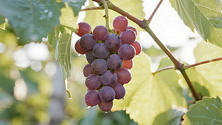 ֹ(ji)Sղժr(nng)I(y)ˮD