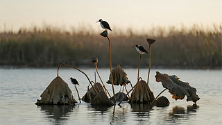 (ji)⚈wBˮī⾳ʒɪD