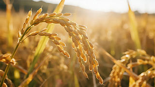 ֹ(ji)ZʳˮSr(nng)I(y)