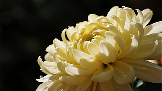 ֹ(ji)ꖹ(ji)ջ،ż󱳾