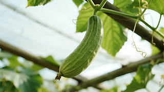 (ji)zLЙCr(nng)I(y)߲˱