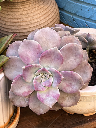 ɫֲﻨݾGֲ辰¶B(yng)o(h)