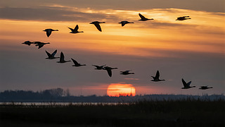 ﹝(ji)wF(tun)(du)w㱳