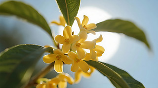 ﹝(ji)ʢ_py(tng)(x)ֲﱳ