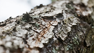 Ƥy،Ȼ|(zh)a(chn)ƷVl(f)(hu)